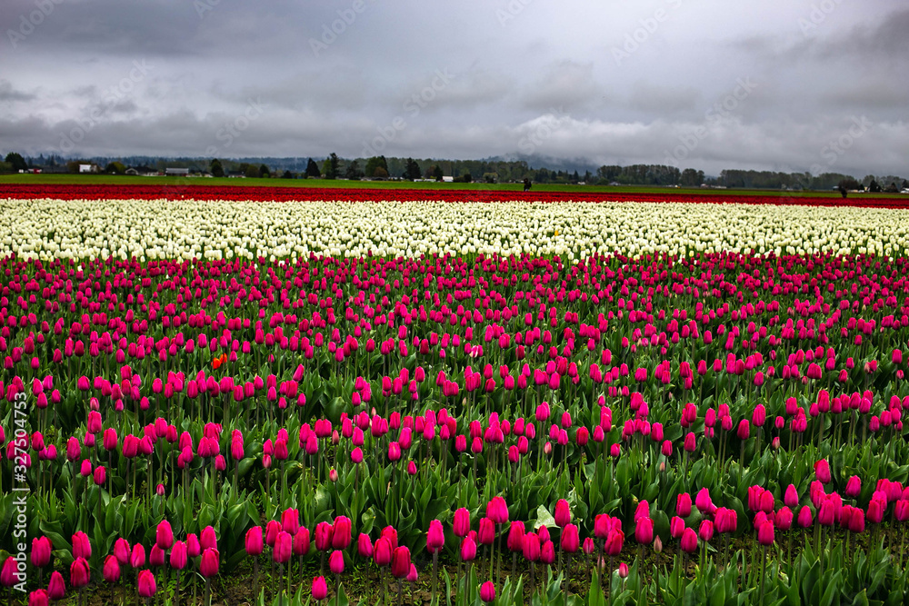 Tulip fields Tulip fields