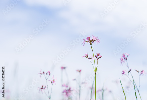 Small violet flower on blue background. natural background