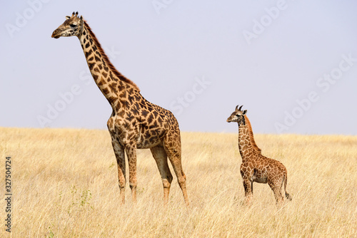 Mother and baby Maasai giraffes (Giraffa tippelskirchi) in the savanna, Serengeti National Park, Safari, East Africa, August 2017, Northern Tanzania © Spohr
