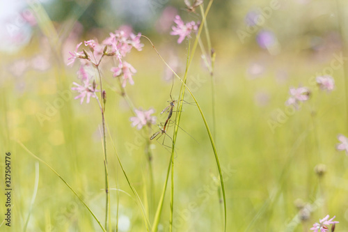 Small violet flower on green background. natural background © Olena