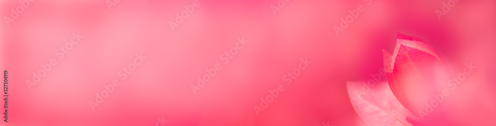 Closeup of beautiful nature view of pink Bougainvillea flower on blurred background in garden with copy space using as background natural green plants landscape, ecology, fresh cover page concept.