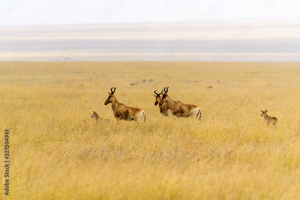 Group of hartebeests (Alcelaphus buselaphus) in the Serengeti grass steppe, Serengeti National Park, Safari, East Africa, August 2017, Northern Tanzania Group of hartebeests (Alcelaphus buselaphus) in the Serengeti grass steppe, Serengeti National Park, Safari, East Africa, August 2017, Northern Tanzania