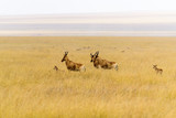 Group of hartebeests (Alcelaphus buselaphus) in the Serengeti grass steppe, Serengeti National Park, Safari, East Africa, August 2017, Northern Tanzania