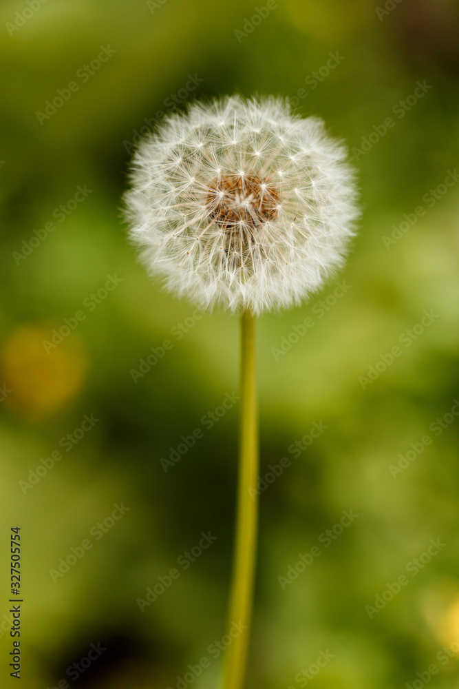 Dandelion on a green blurry background close-up macro Dandelion on a green blurry background close-up macro