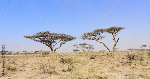 Umbrella acacias (Albizia sp.) in morning fog along the road to the Serengeti National park