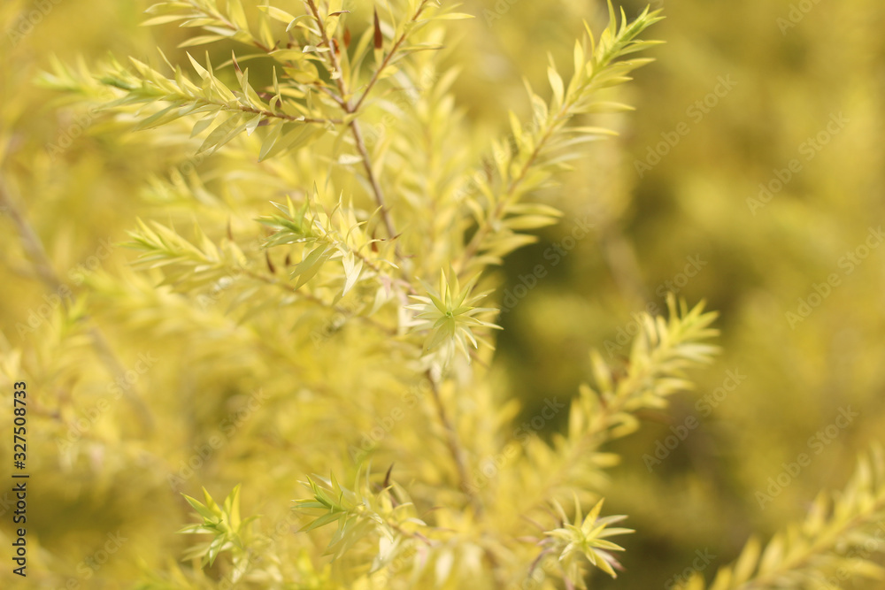 beautiful autumn macro yellow leaves background blurred beautiful autumn macro yellow leaves background blurred
