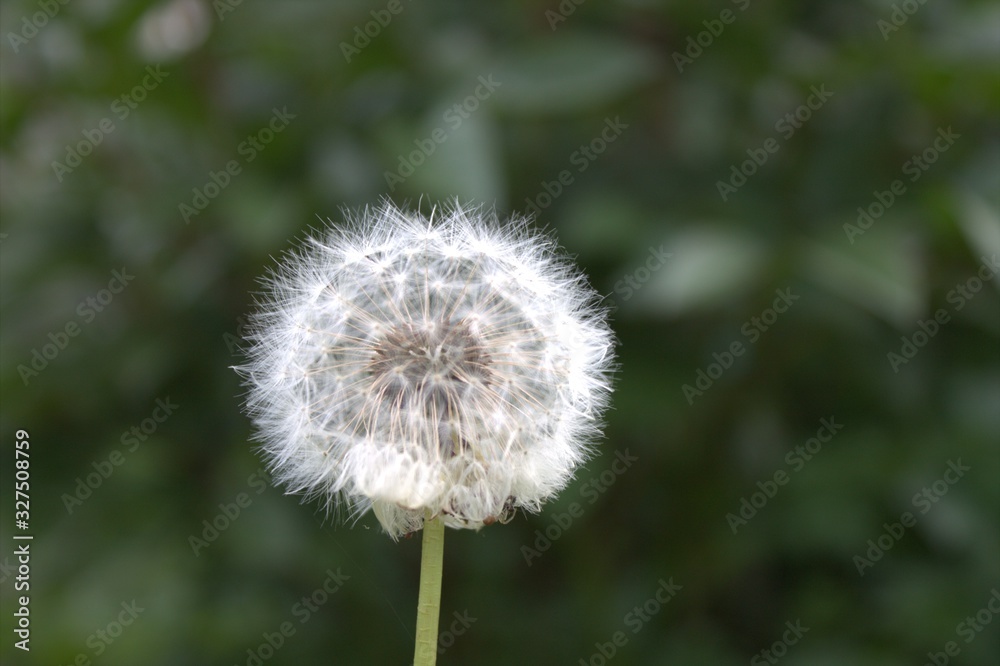 dandelion on green background