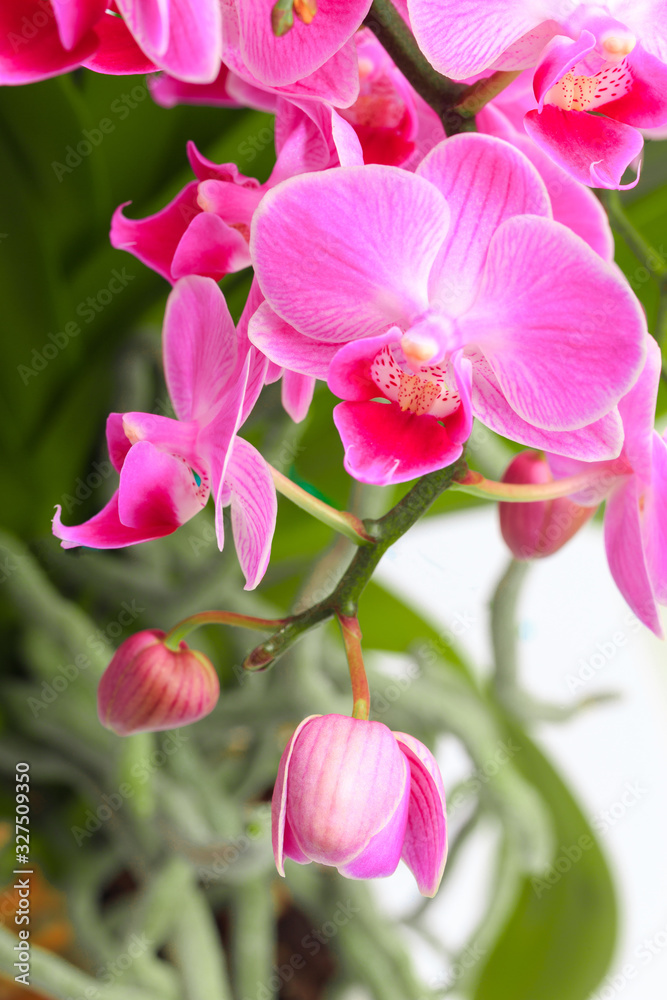Obraz premium Pink orchid close up view background. - Image