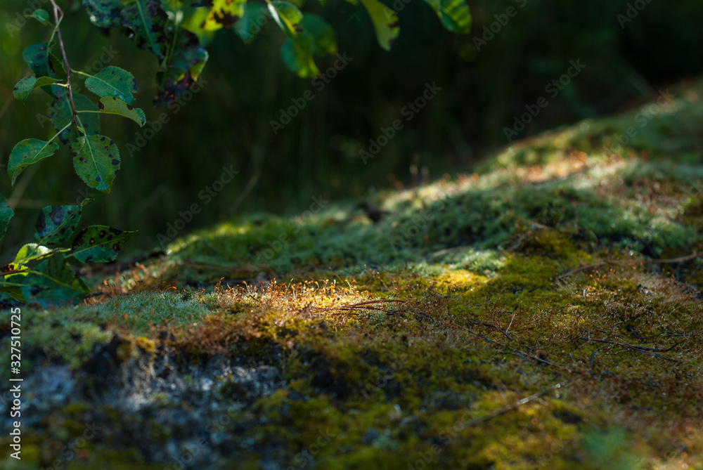 Sun glare on the moss in the forest. Cool shadow on a hot day Sun glare on the moss in the forest. Cool shadow on a hot day