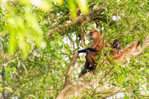 spider monkey and baby in Costa Rica