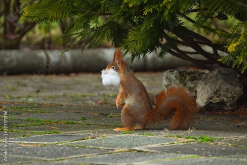 Принти на полотні Ein rotes Eichhörnchen steht aufrecht auf einem Gehweg mit Wolle zum Nest bauen