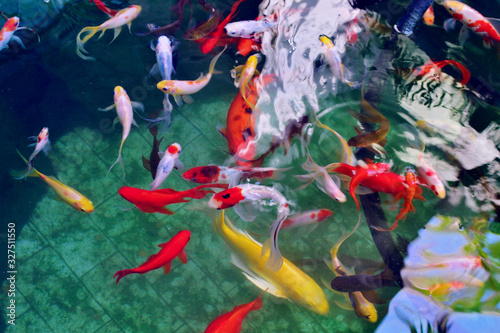 colorful fish carps in the water, multi-colored carps © per444inka
