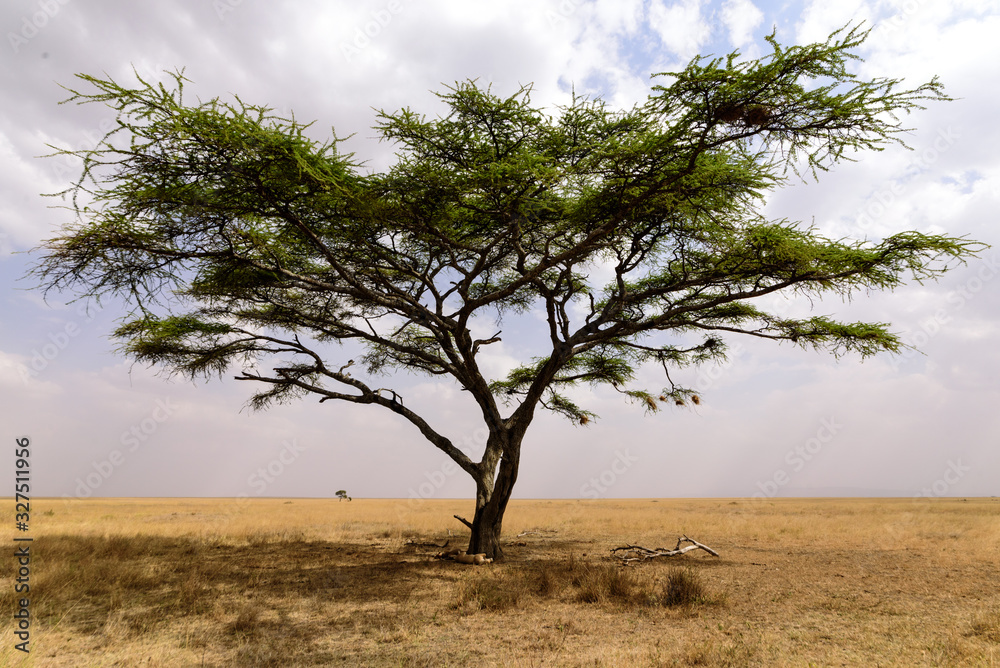 Sleeping lionesses (Panthera leo) under an umbrella acacia, Serengeti National Park, Safari, East Africa, August 2017, Northern Tanzania