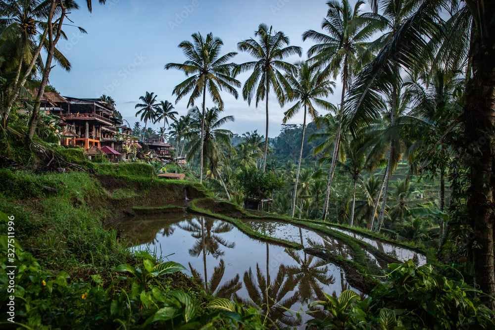 Rice field in Bali Rice field in Bali