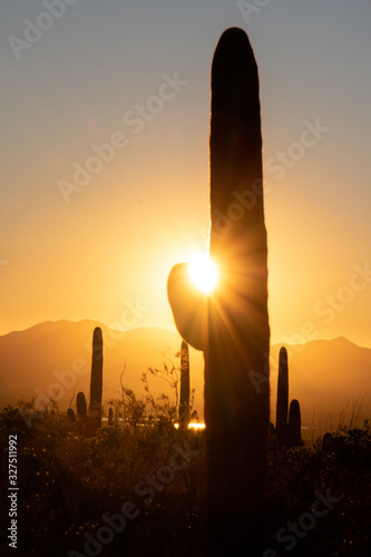Desert Sunset: Silhouette of Saguaro in Sonoran Desert at Sunset - Saguaro National Park, Tucson, Arizona, USA