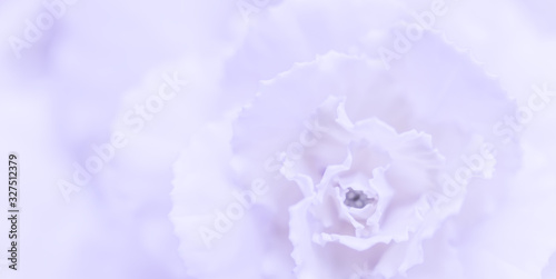 Abstract floral background, pale violet carnation flower. Macro flowers backdrop for holiday brand design