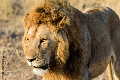 Portrait of a lion  Panthera leo  in the Serengeti savanna  Serengeti National Park  Safari  East Africa  August 2017  Northern Tanzania