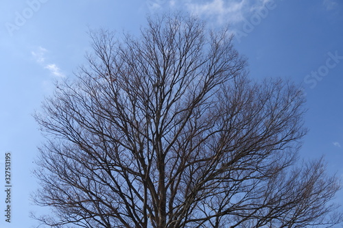 二月の欅と青空