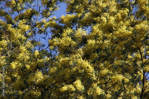 Spring flowers in a tree