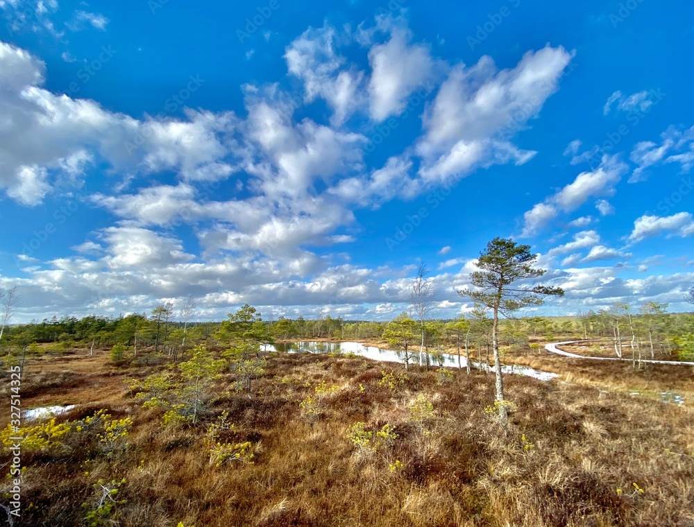 Fototapeta premium swamp autumn National Park Kemeri Latvia landscapes