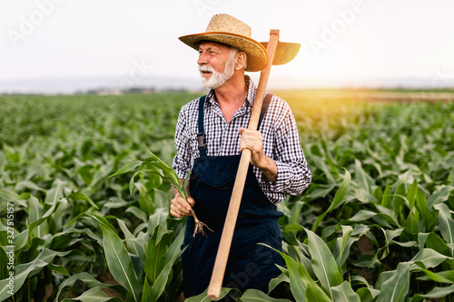 Sixty years old beard farmer working in his corn cultivation field. photo
