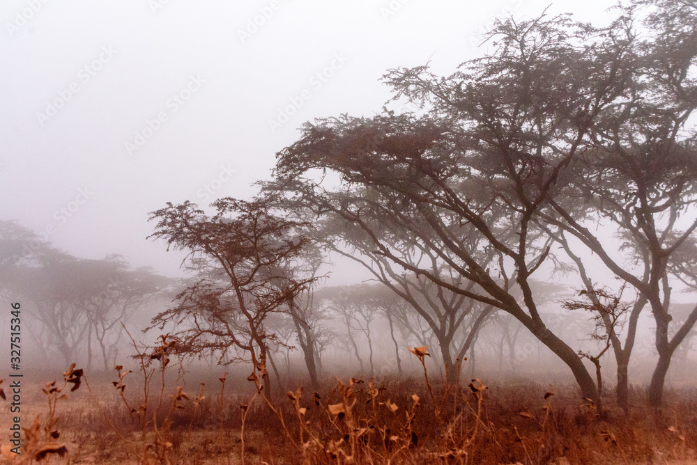 Umbrella acacias (Albizia sp.) in morning fog along the road to the Serengeti National park