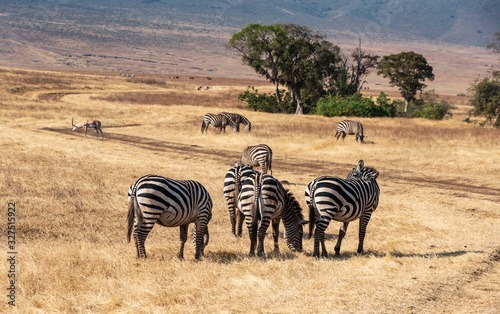 Groups of plains zebras  Equus quagga  in the grass savanna  Ngorongoro crater