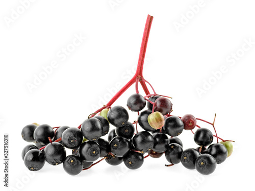 Branch of European black elderberry isolated on a white background