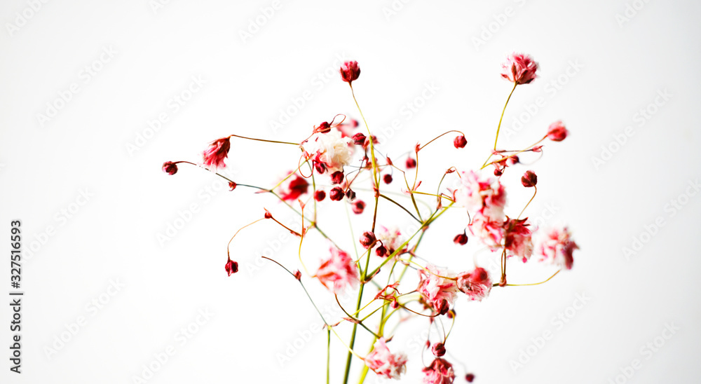 Pink flowers on a white background Botany.