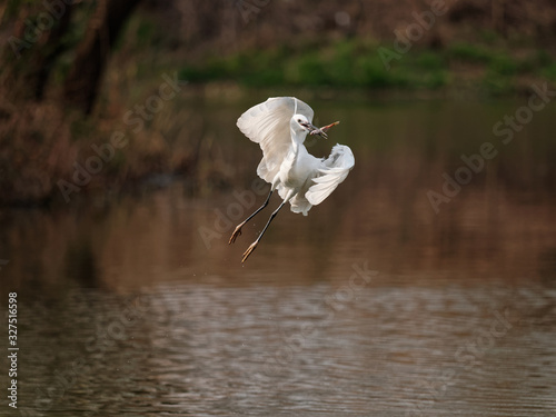 Flying bird catching fish in lake, great white egret fly over water like dancing. photo