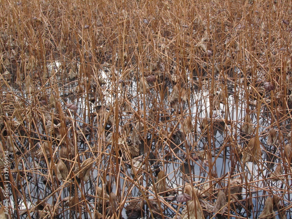 Fototapeta premium landascape iceland