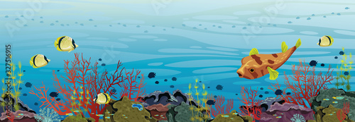 Underwater sea - Corals and fishes