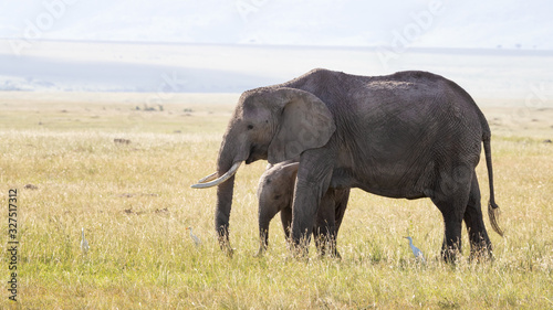 Mother and baby elephants in the Masai Mara  side view