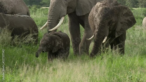 African Elephant (Loxodonta africana)  family  eating in grasslands, Amboseli N.P. Kenya.