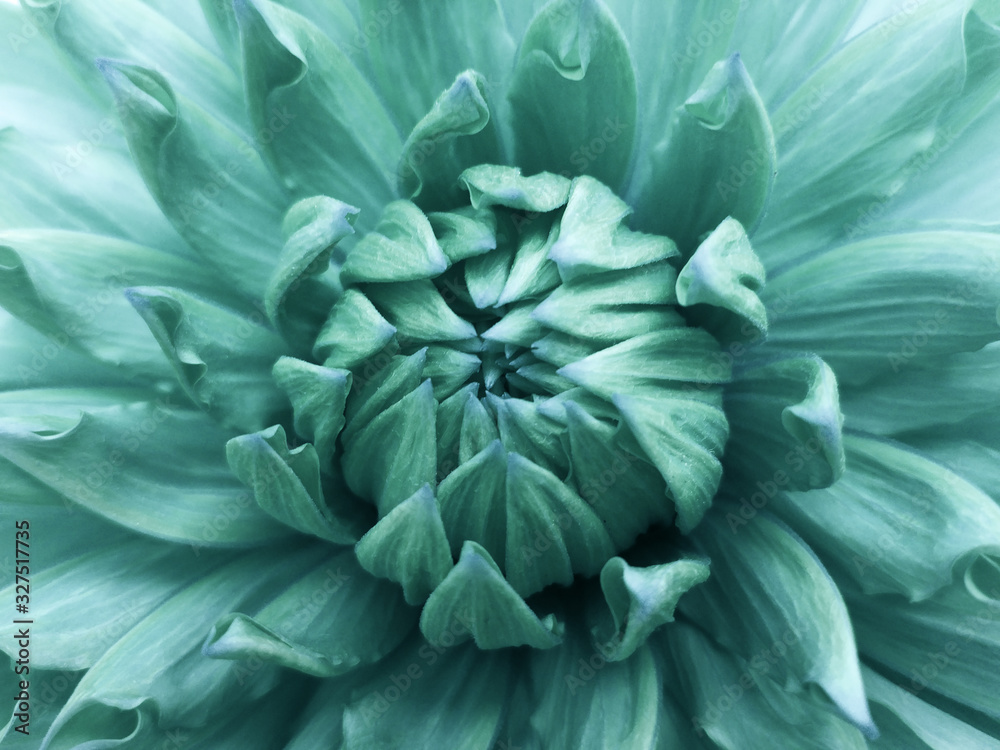 Floral  turquoise-green  background.  Dahlia  flower.  Close-up.  Nature.