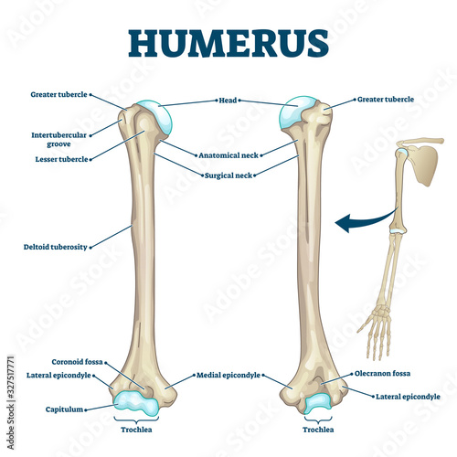 Humerus bone labeled vector illustration diagram photo