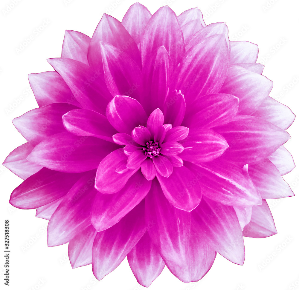 flower  bright pink Dahlia  on a white  background.  Isolated  with clipping path. Closeup. with no shadows.  Nature.