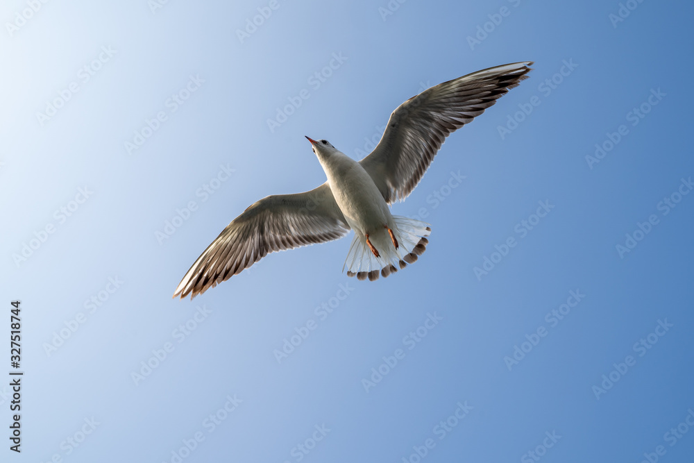 Seagull bird in flight against bright blue sky. Taken in the Arabian Sea in Mumbai