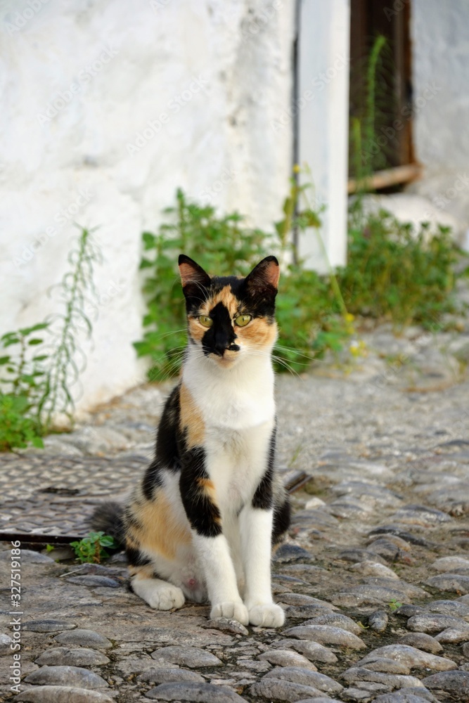 Cute tricolor cat. White cat with black and red spots. Cat sitting on the street of the old city of Rhodes, Greece