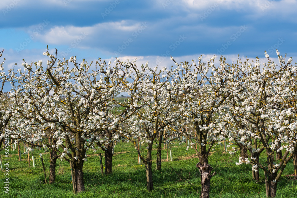 Blühende Kirschbäume im Rheingau/Deutschland an einem sonnigen Tag Blühende Kirschbäume im Rheingau/Deutschland an einem sonnigen Tag