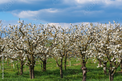 Blühende Kirschbäume im Rheingau/Deutschland an einem sonnigen Tag