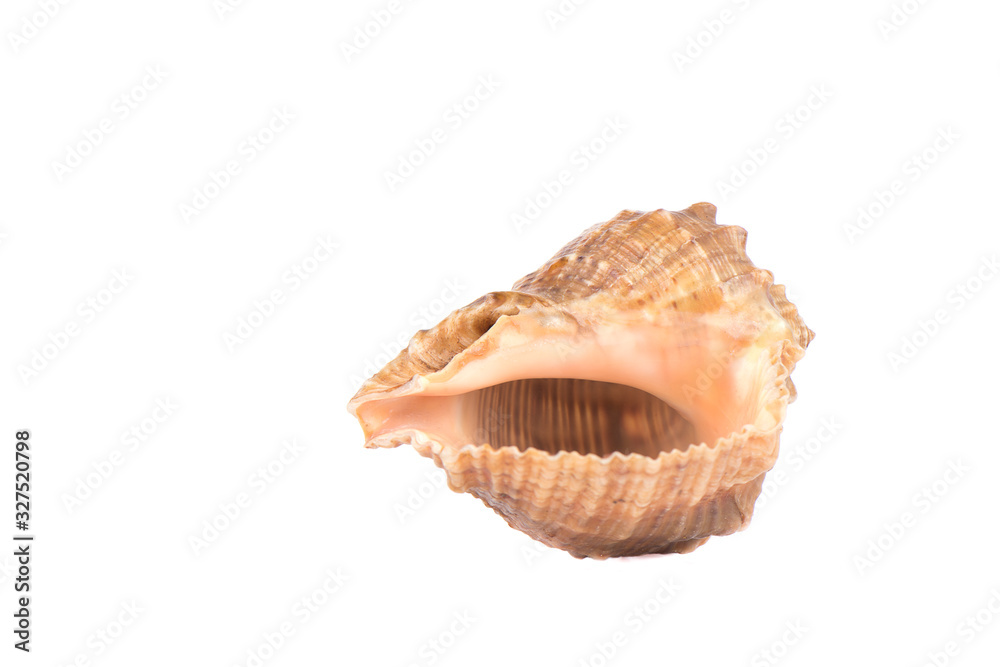 Seashell isolated over white background. Copy space. Seashell isolated over white background. Copy space.