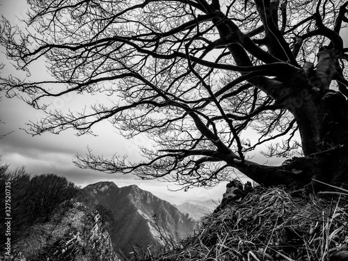 black and white silhouette of a huge beech tree with background of Mount Mai on the Monti Picentini park in Campania, Italy photo