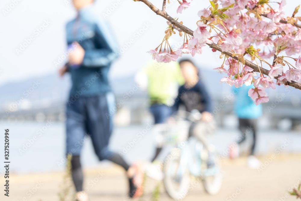 桜と運動する家族 桜と運動する家族