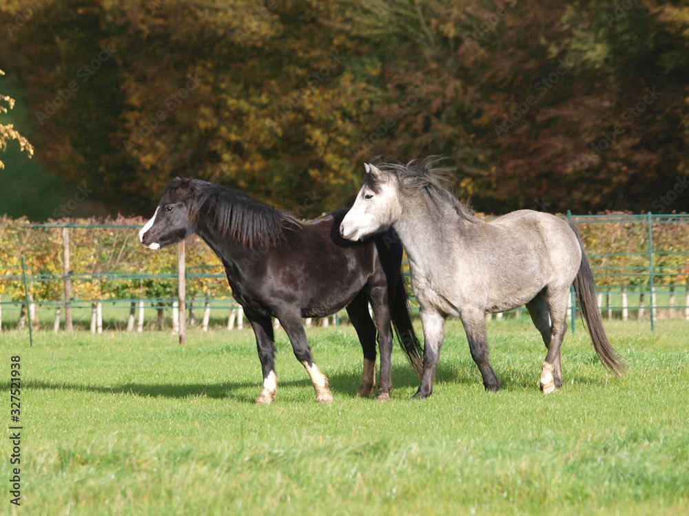 Herd of Ponies