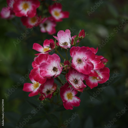 Hybrid musk rose, shrub rose 'Bukavu' photo