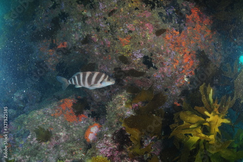 Banded morwong (red moki) at rocky wall covered with invertebrates. Note particles scattered in water.