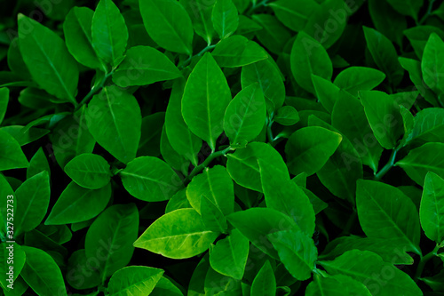 Dark green leaves, tropical leaves with beautiful, orderly small leaves. With natural background For wallpapers. © SIRAPOB