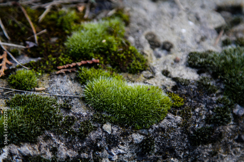 Blossoming moss on stone. Background