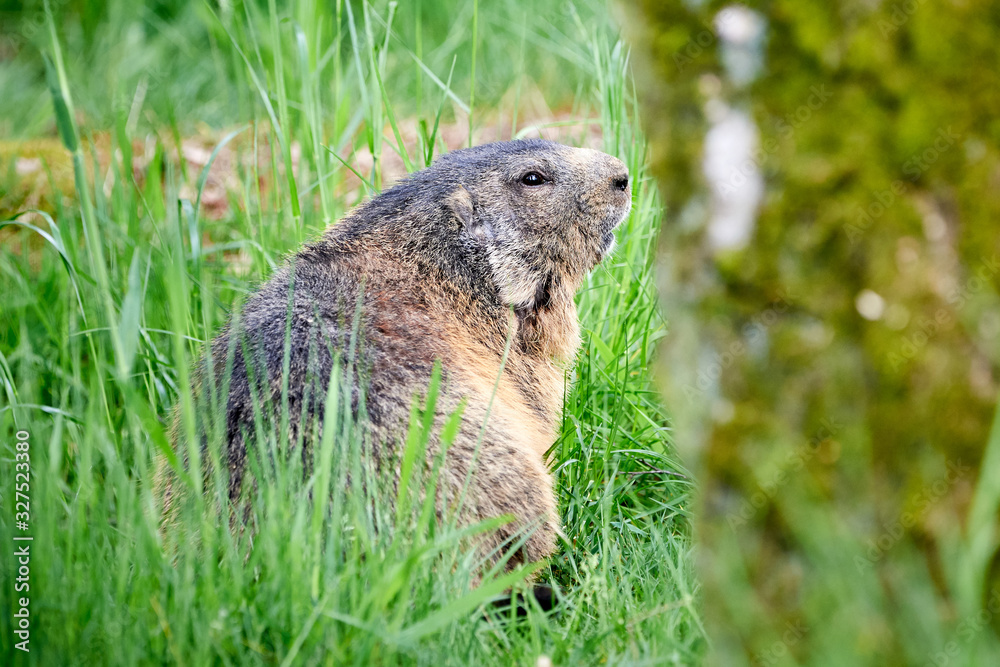 Alpine Marmot Closeup (Marmota marmota) Alpine Marmot Closeup (Marmota marmota)